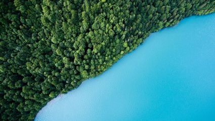 A forest meeting a body of water.