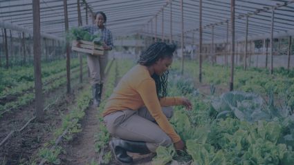 A woman tends to an allotment