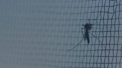 mosquito on a net