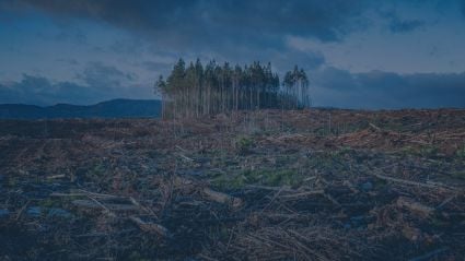 Trees in a cleared forest