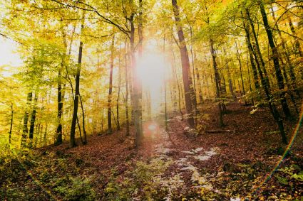 A forest scene with the sun coming through the trees