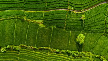 Bird's eye view of agricultural land.