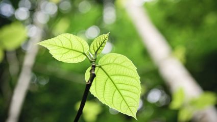 Close up image of a plant with green leaves.