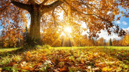 Autumnal leaves on trees in a field.