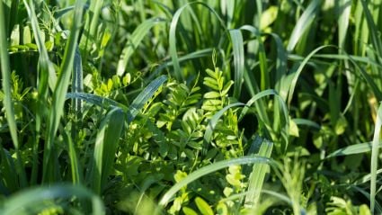 close-up of grass