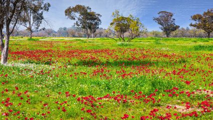 Bright green grass field with red flowers and trees sprinkled throughout