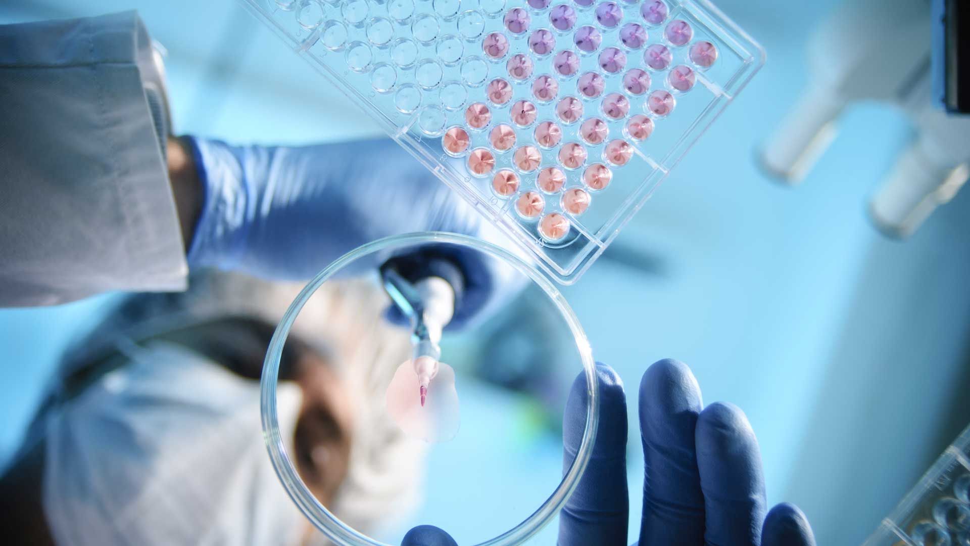 A researcher uses a pipette to place a drop of sample into a petri dish