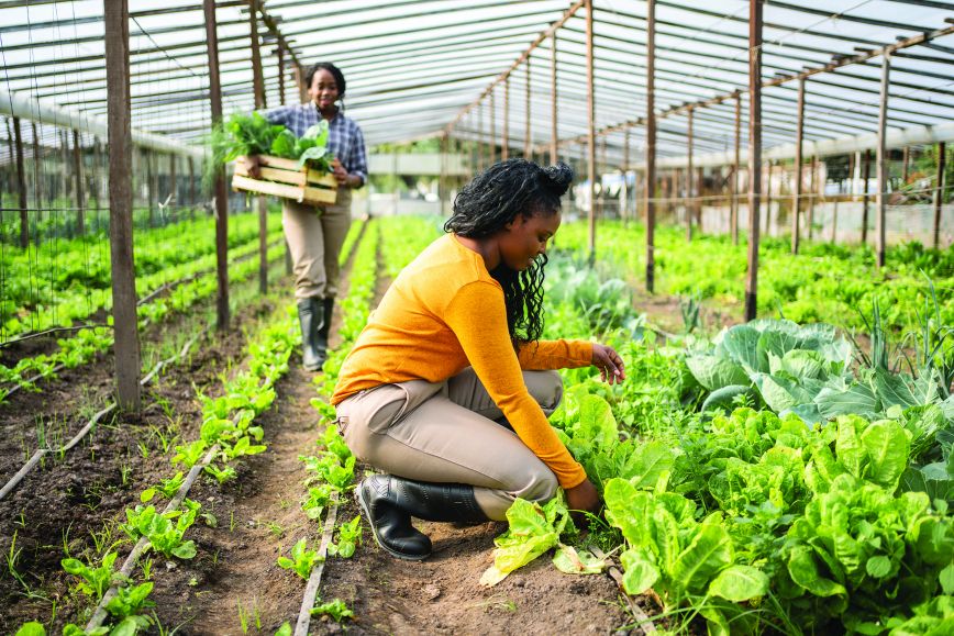 Two female-presenting persons working in a greenhouse