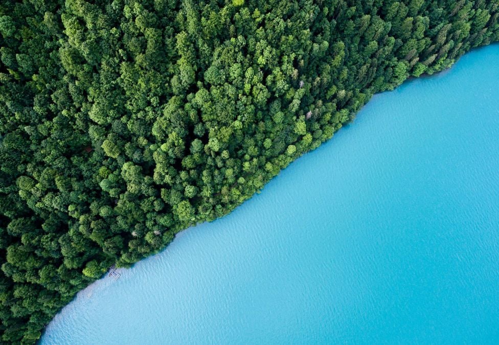 A forest meeting a body of water.