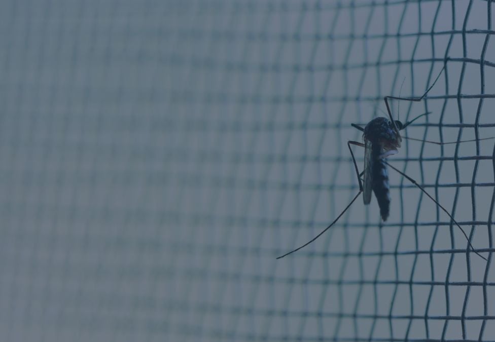 mosquito on a net