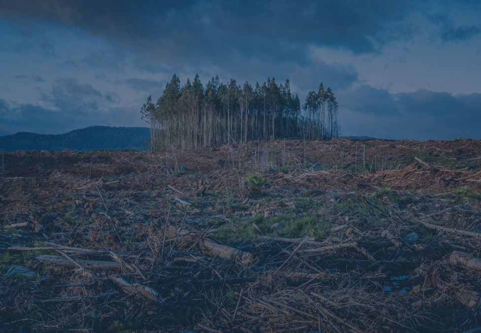 Trees in a cleared forest