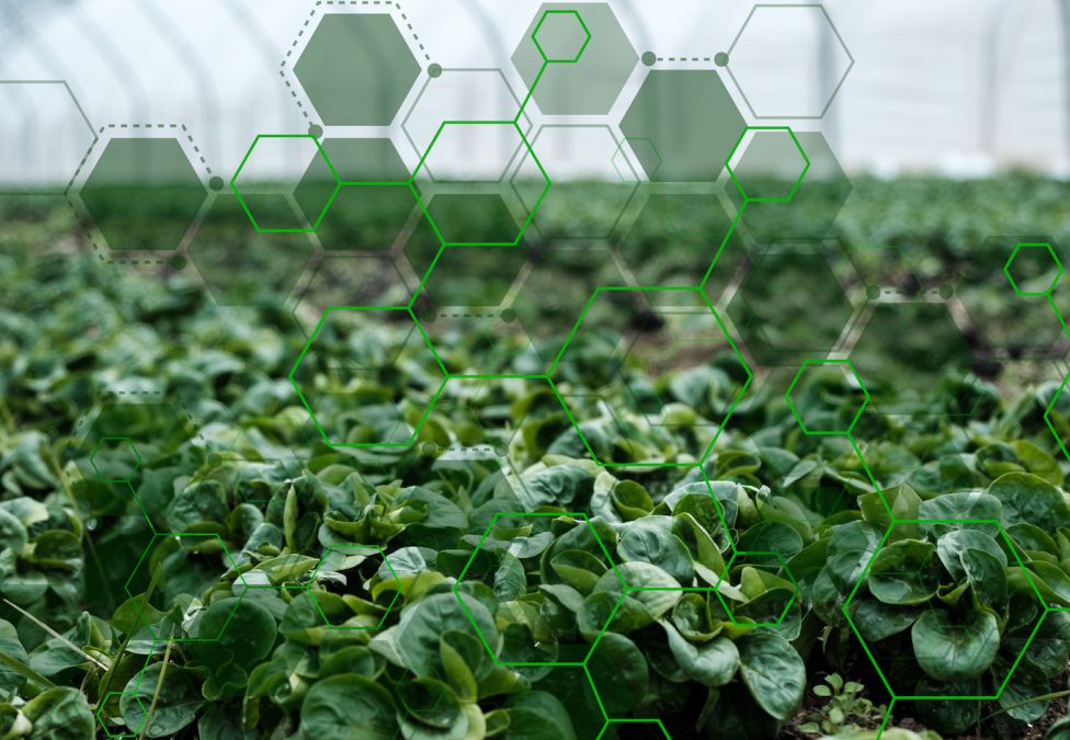 Photo of dense green plants growing in a greenhouse with a hexagonal design overlaying the photo