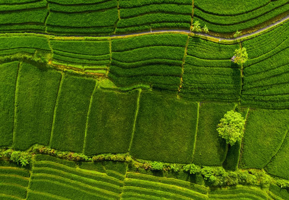 Bird's eye view of agricultural land.