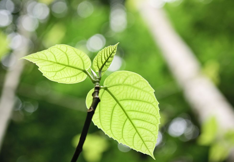 Close up image of a plant with green leaves.