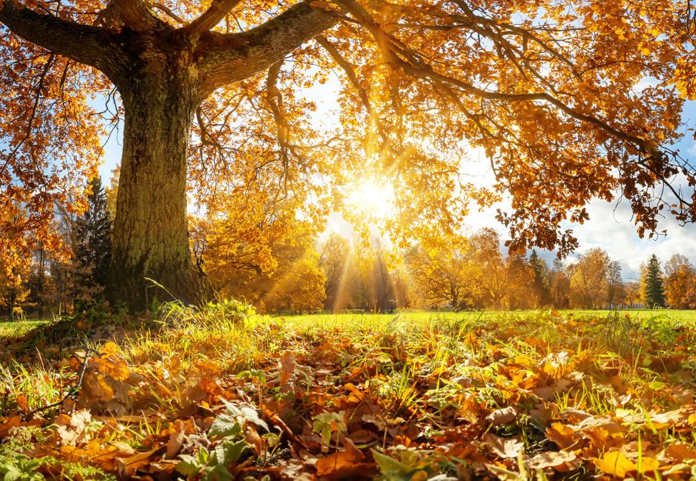 Autumnal leaves on trees in a field.