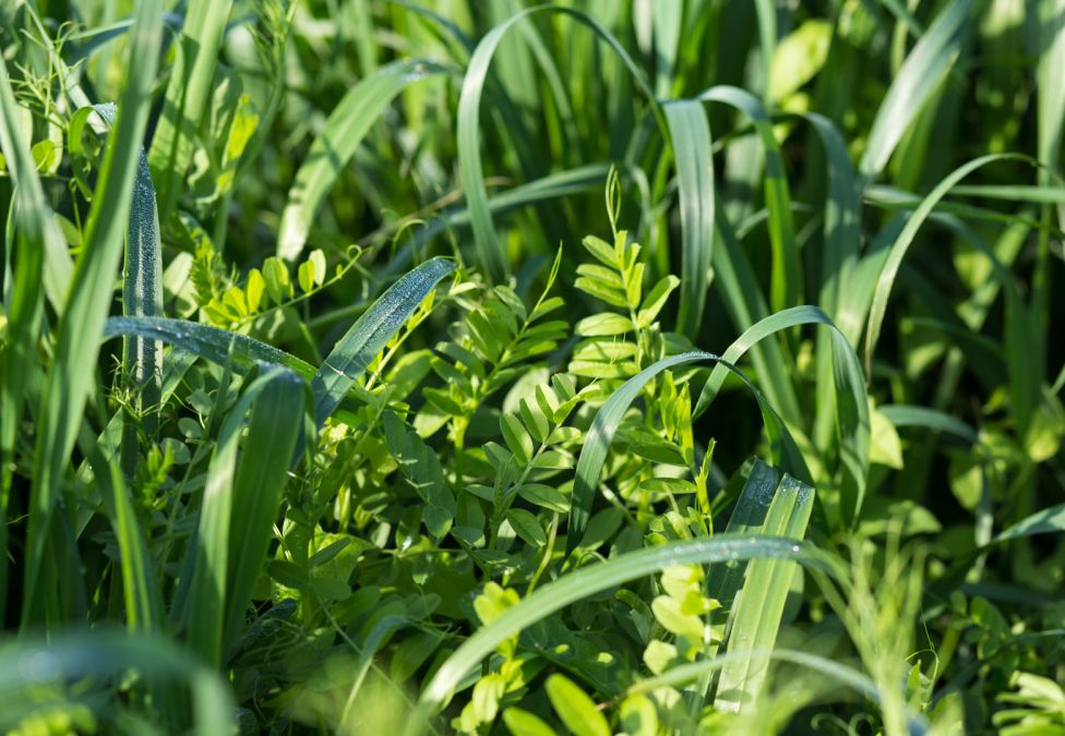 close-up of grass