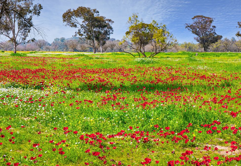 Bright green grass field with red flowers and trees sprinkled throughout